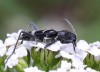 tesařík (Brouci), Chlorophorus figuratus (Scopoli, 1763) , Clytini, Cerambycidae (Coleoptera)